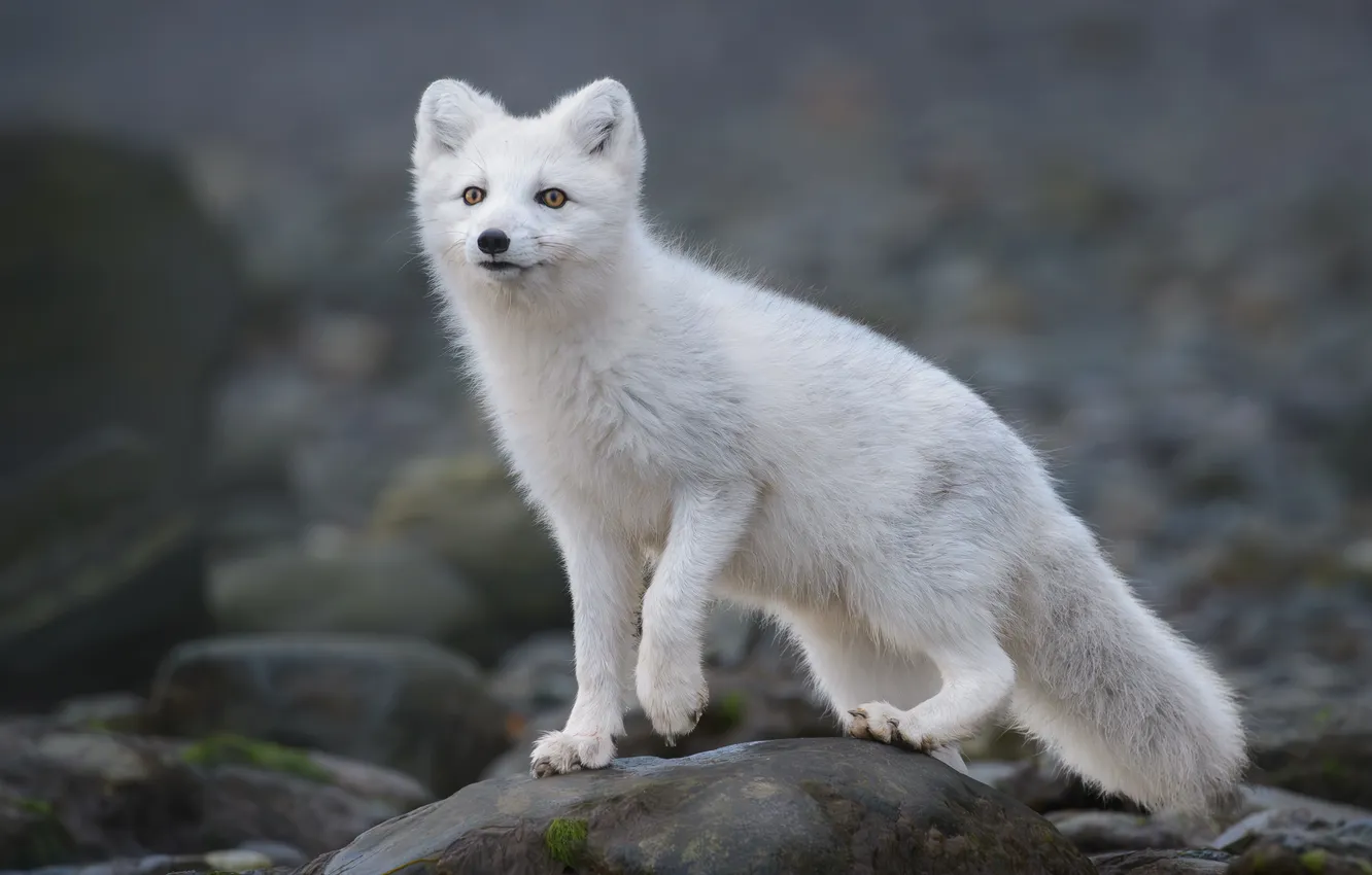 Photo wallpaper predator, Fox, polar Fox