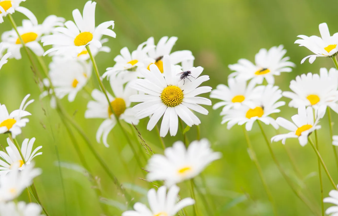 Photo wallpaper field, summer, flowers, fly, glade, chamomile, white, green background