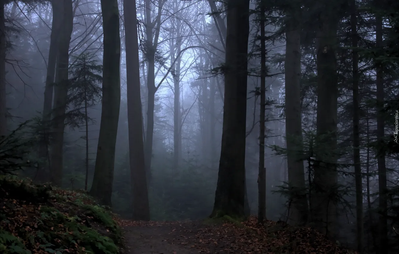 Photo wallpaper forest, trees, nature, fog, path