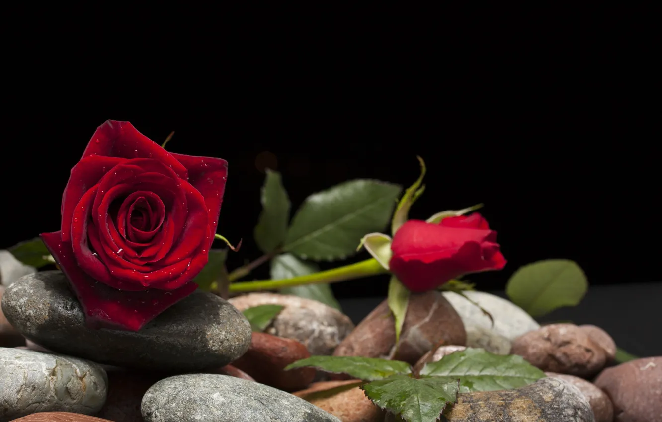 Photo wallpaper flower, stones, rose, Bud