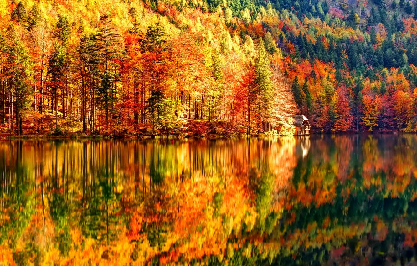 Photo wallpaper autumn, forest, trees, lake, slope, house