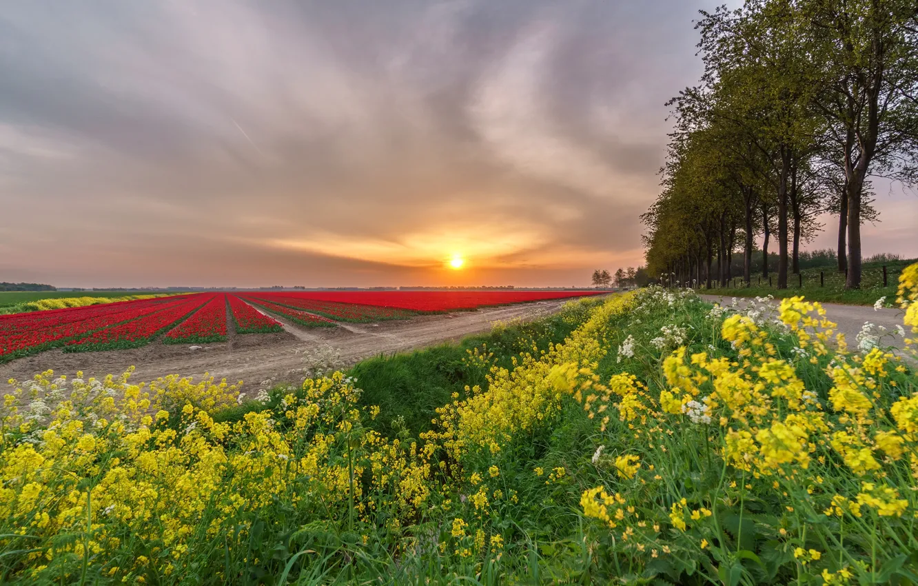 Photo wallpaper road, field, the sky, the sun, trees, sunset, flowers, yellow