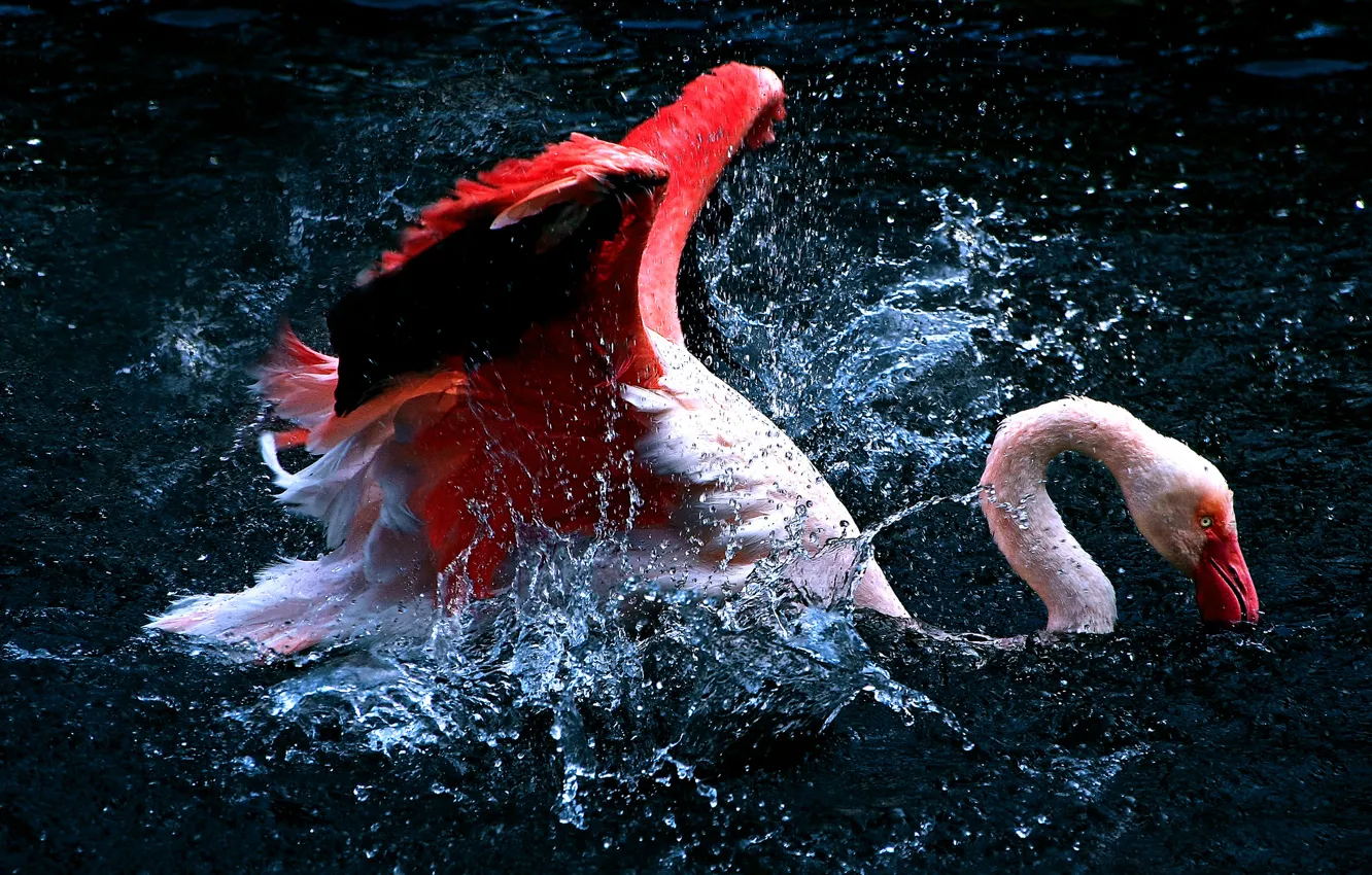 Photo wallpaper water, squirt, bird, Flamingo