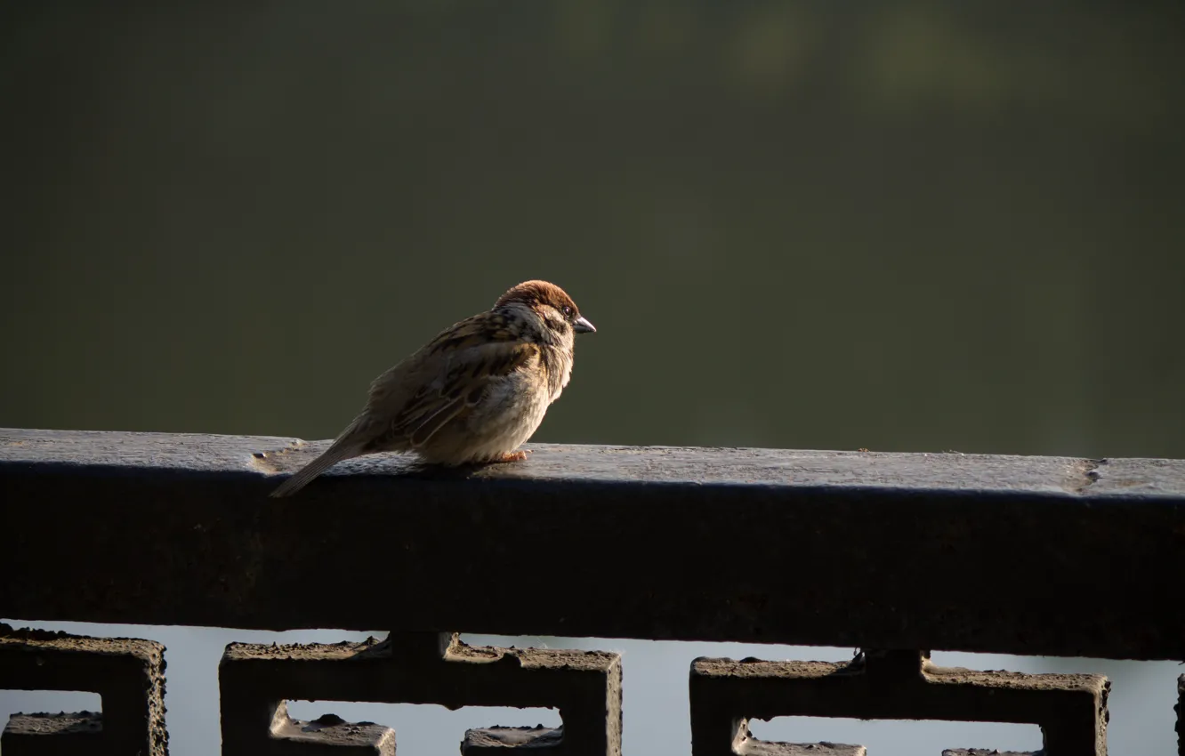 Photo wallpaper the city, bird, Sparrow
