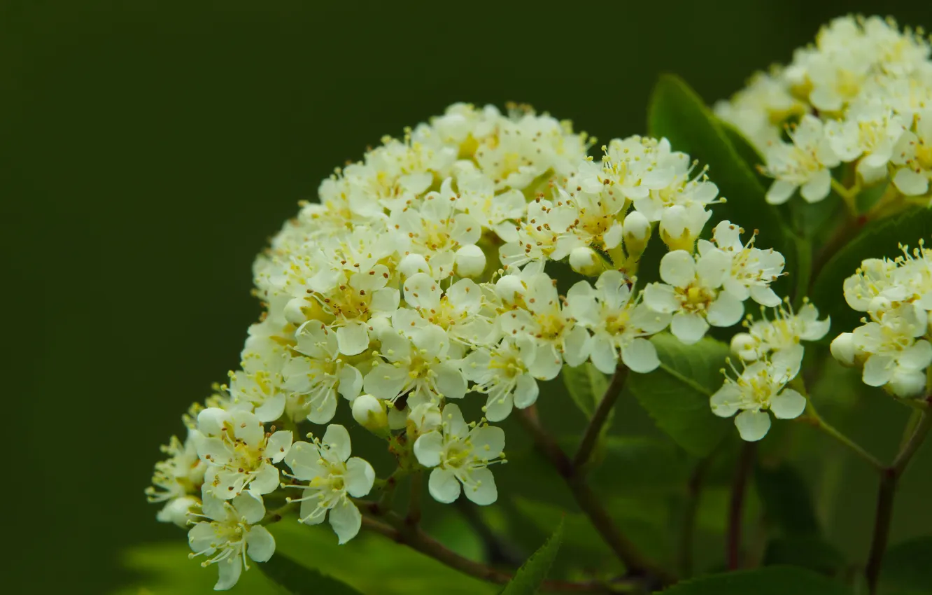 Photo wallpaper white, twig, blooming