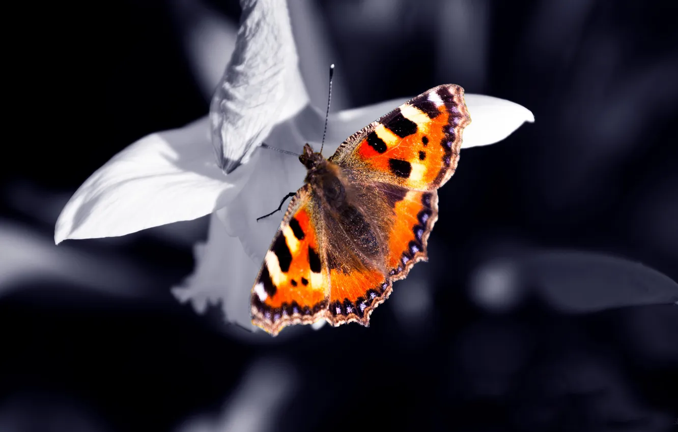 Photo wallpaper macro, butterfly, Kashiwa