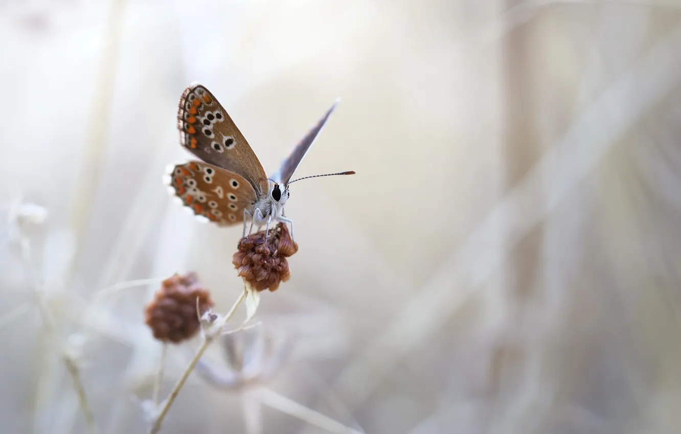 Photo wallpaper nature, background, butterfly, color