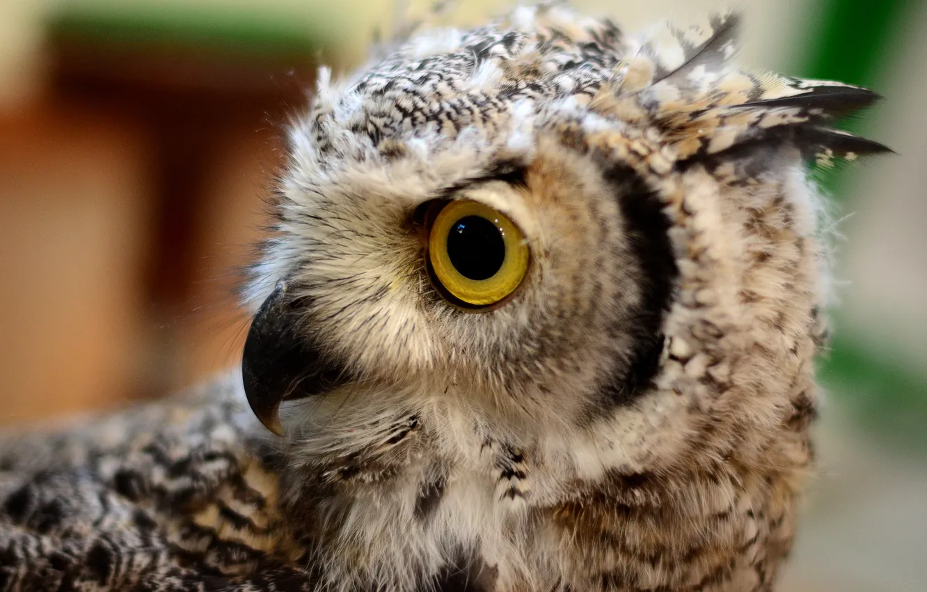 Photo wallpaper eyes, bird, feathers, beak, owl