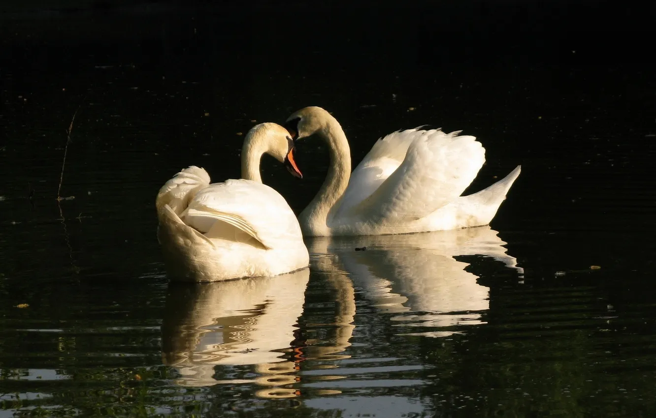 Photo wallpaper water, pair, swans