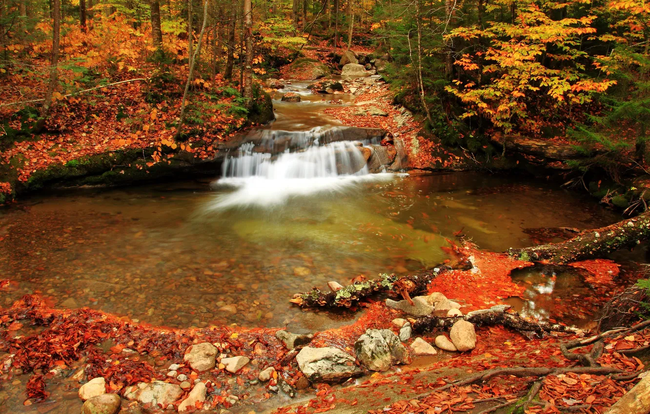 Photo wallpaper autumn, forest, trees, stream, stones, waterfall