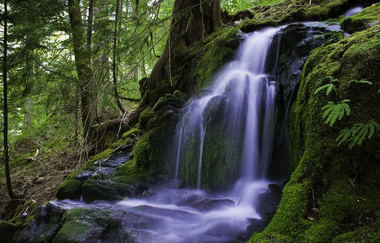 Photo wallpaper forest, nature, stream, waterfall