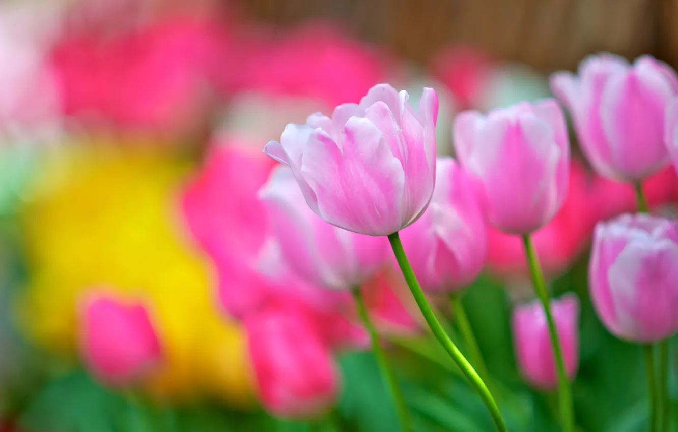 Photo wallpaper flowers, petals, tulips