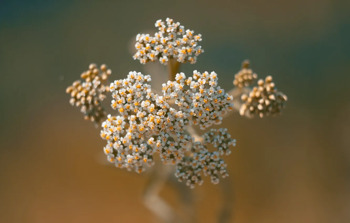 Photo wallpaper grass, macro, flowers, bokeh, Wallpaper for desktop, screensavers for your desktop
