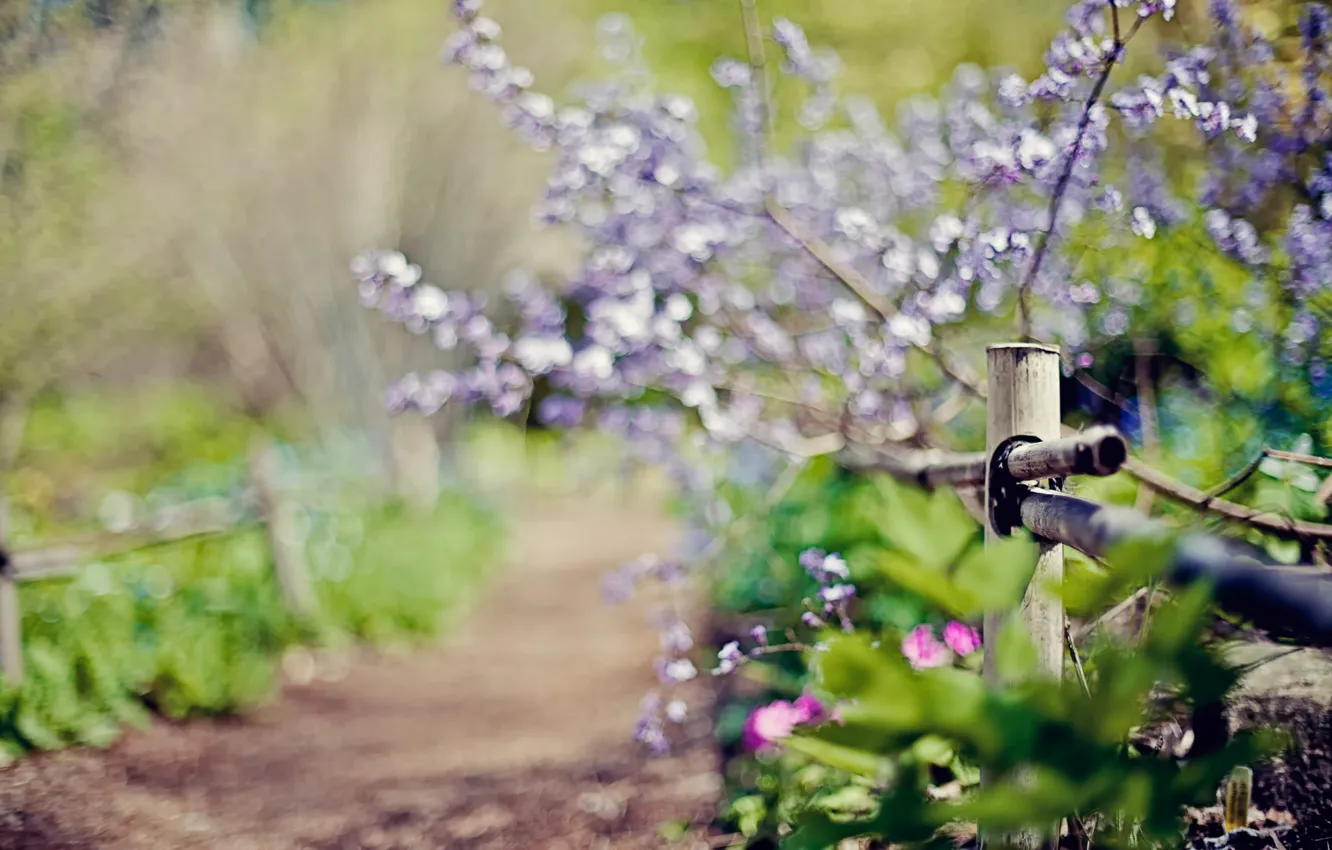 Photo wallpaper nature, the fence, plant, focus, spring, fence, blur, track