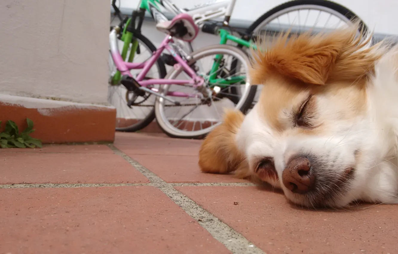 Photo wallpaper Dog, bike, animal, floor, cute, sleeping, bicycles, ground