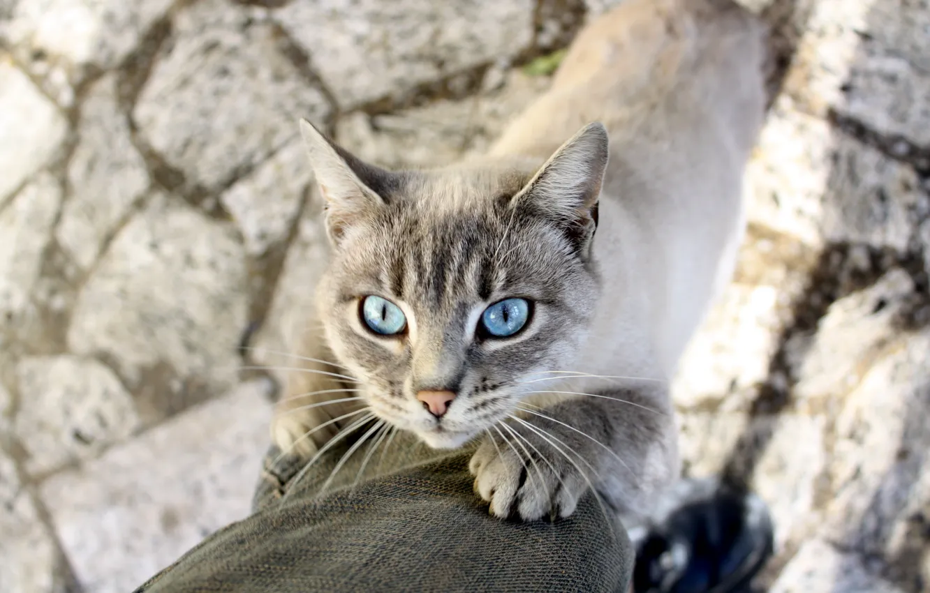 Photo wallpaper cat, mustache, animal, legs, shadow, blue eyes, Siamese