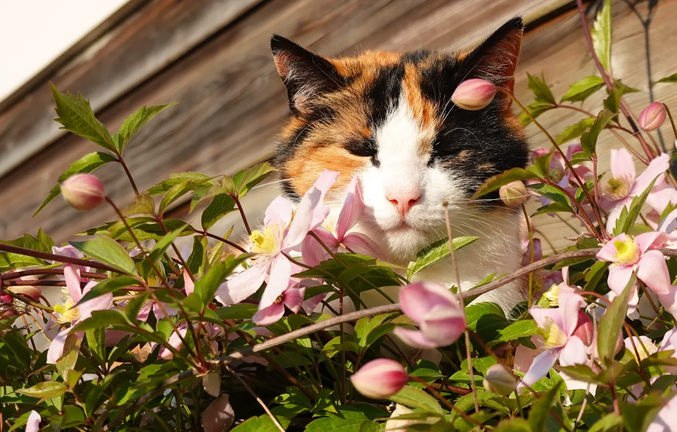Photo wallpaper cat, face, flowers