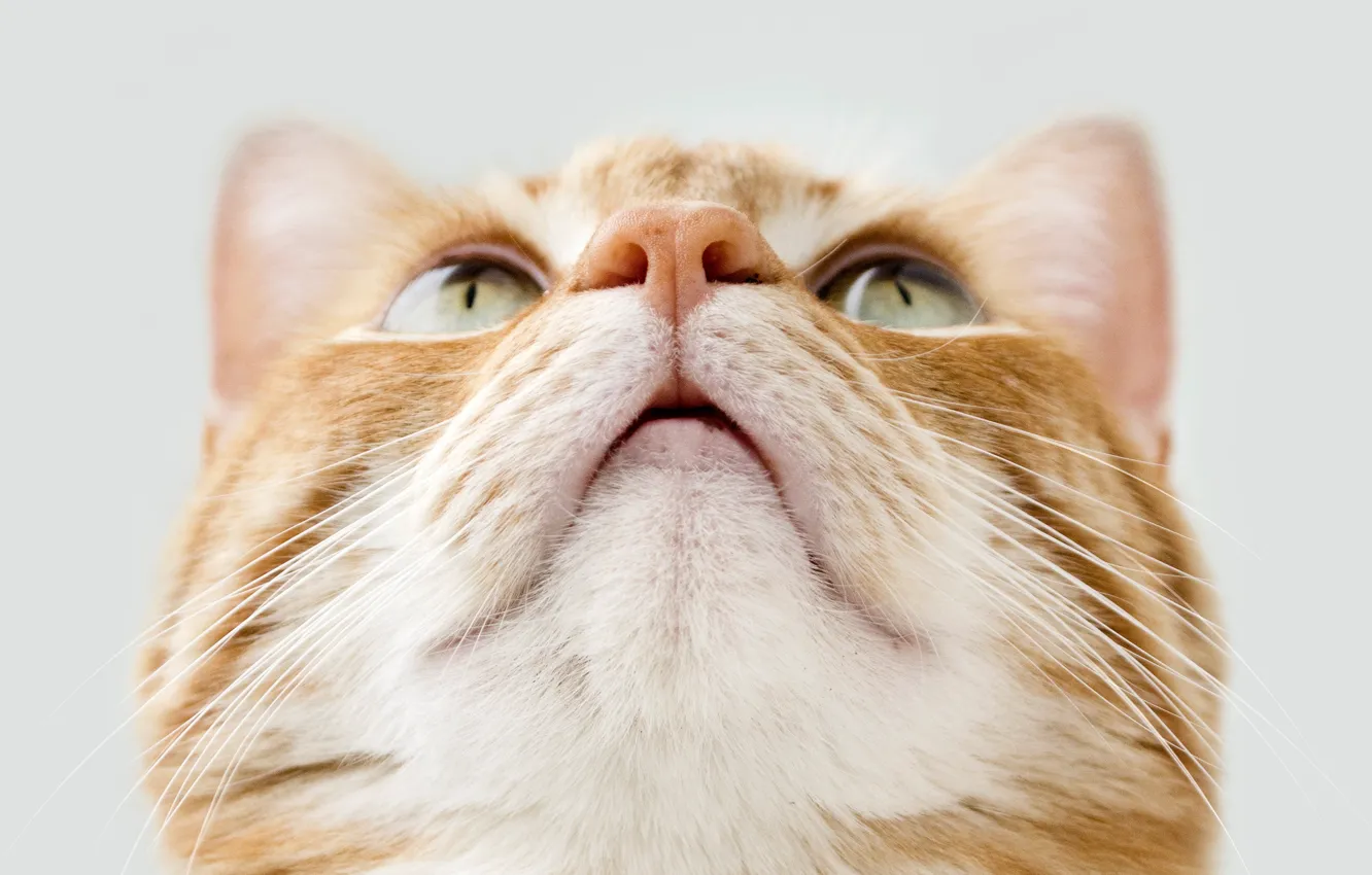 Photo wallpaper cat, cat, red, muzzle, light background, cat