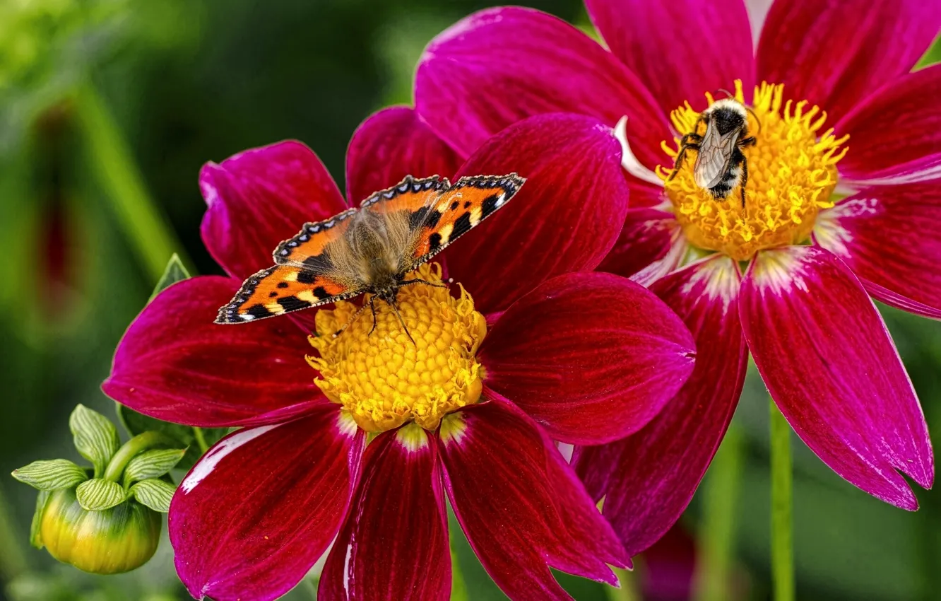 Photo wallpaper macro, flowers, butterfly, insect, bumblebee, dahlias, urticaria