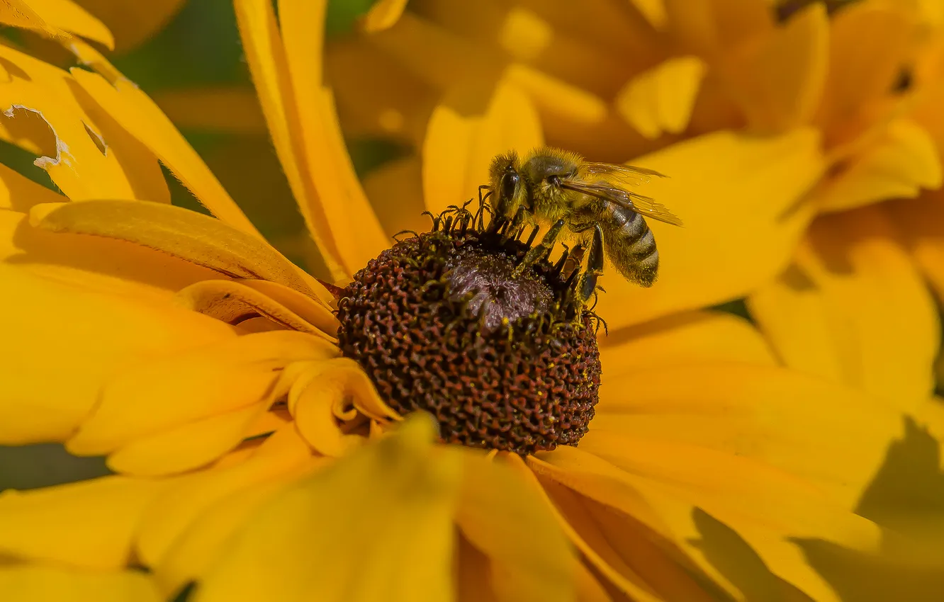Photo wallpaper summer, macro, flowers, bee, hard worker