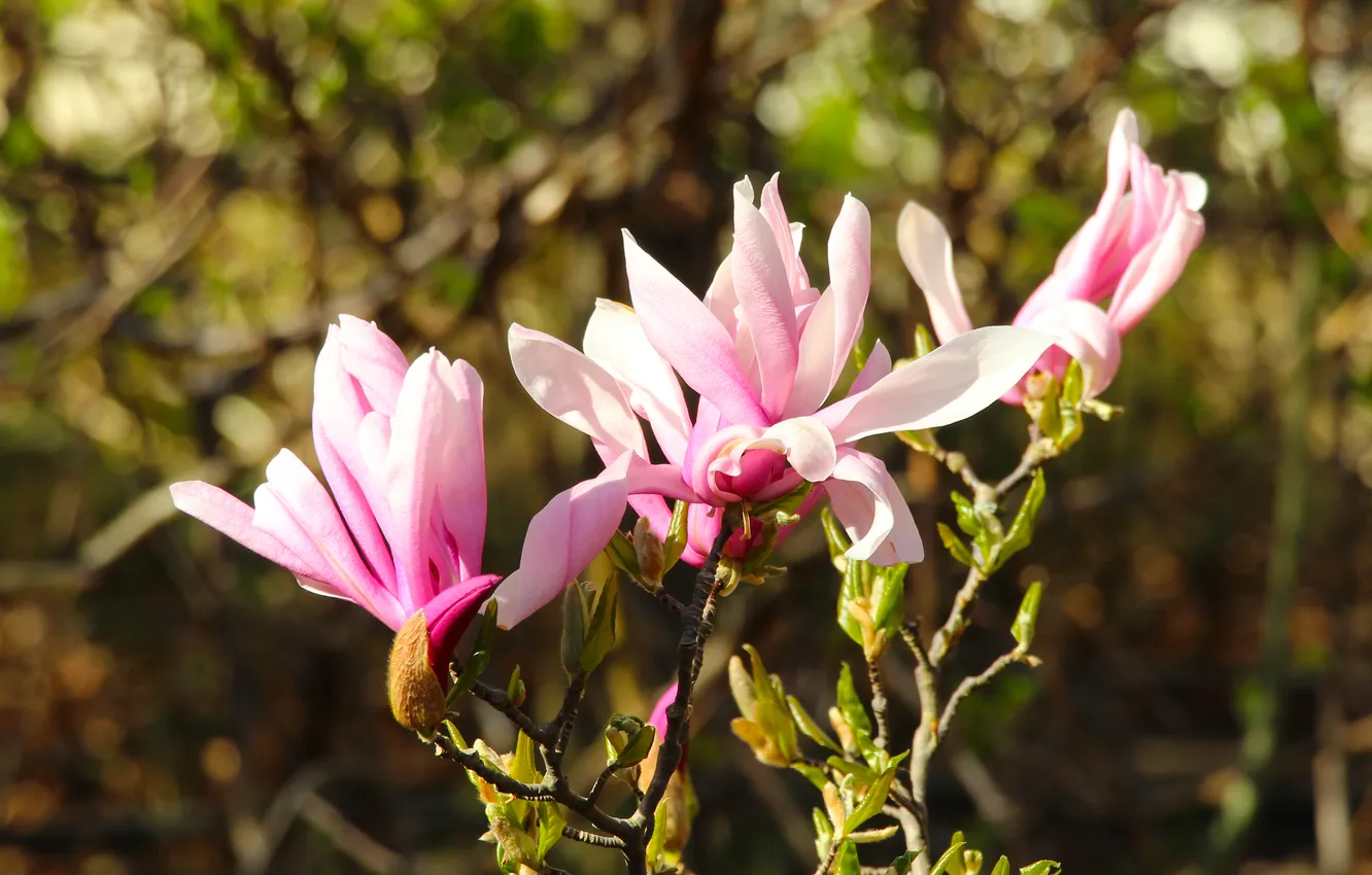 Photo wallpaper flower, spring, magnolia