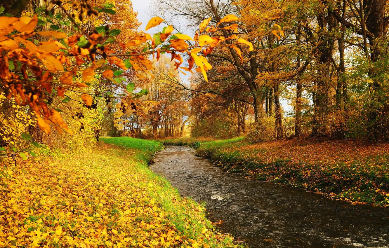 Photo wallpaper autumn, trees, river, foliage, stream