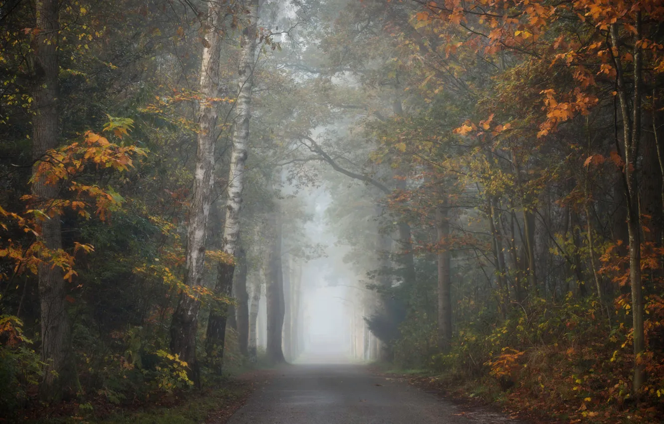 Photo wallpaper road, autumn, forest, branches, fog, Park, foliage, morning