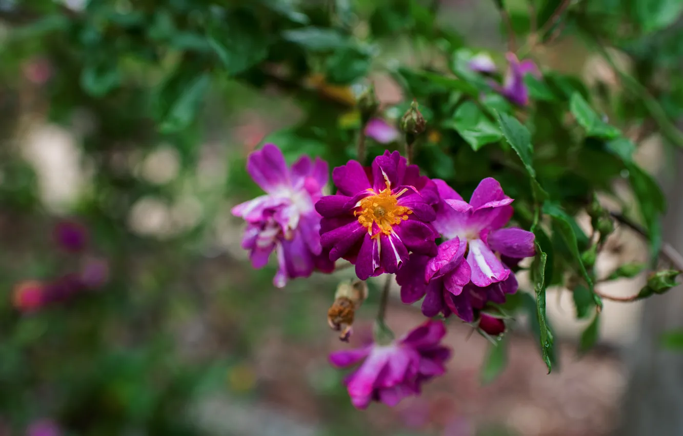 Photo wallpaper leaves, flowers, branches, bright, roses, lilac, bokeh, rose Bush