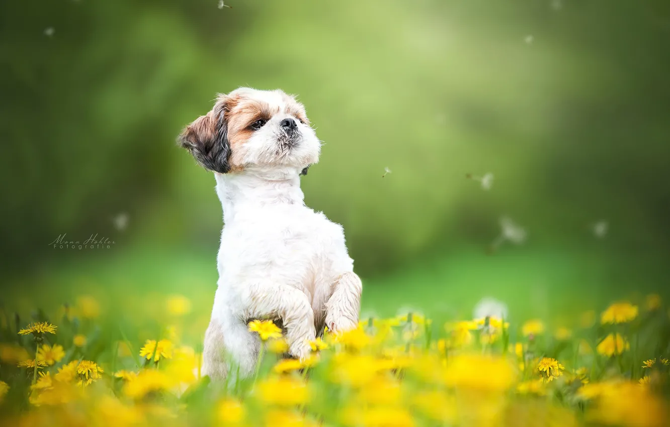 Photo wallpaper flowers, dandelion, dog, meadow, fuzzes, stand, bokeh, doggie