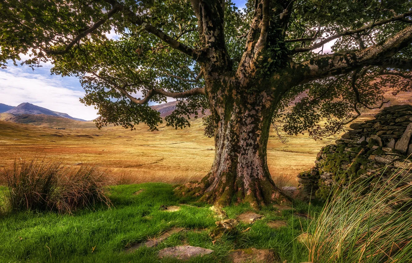 Photo wallpaper grass, mountains, tree, Wales, Snowdonia