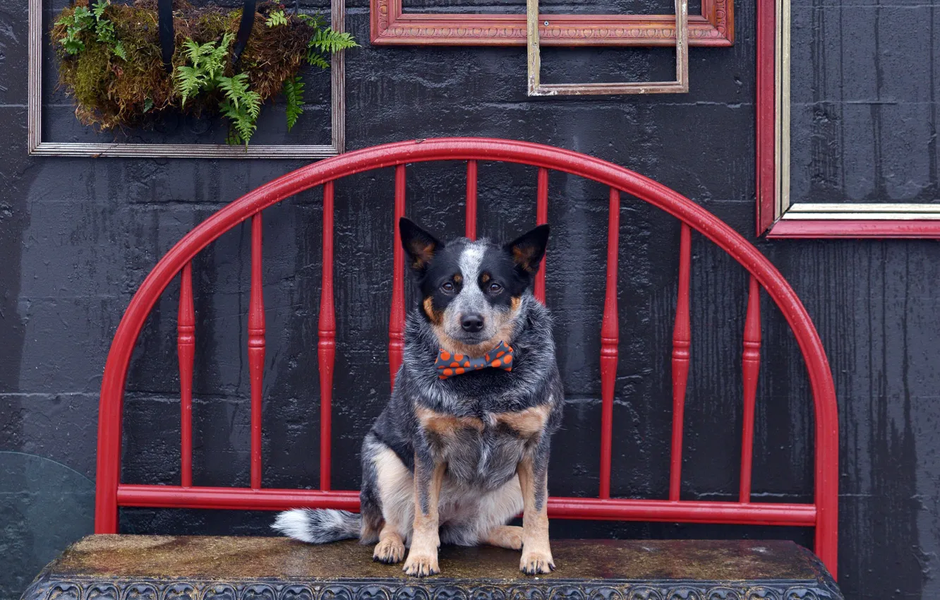 Photo wallpaper each, dog, bench