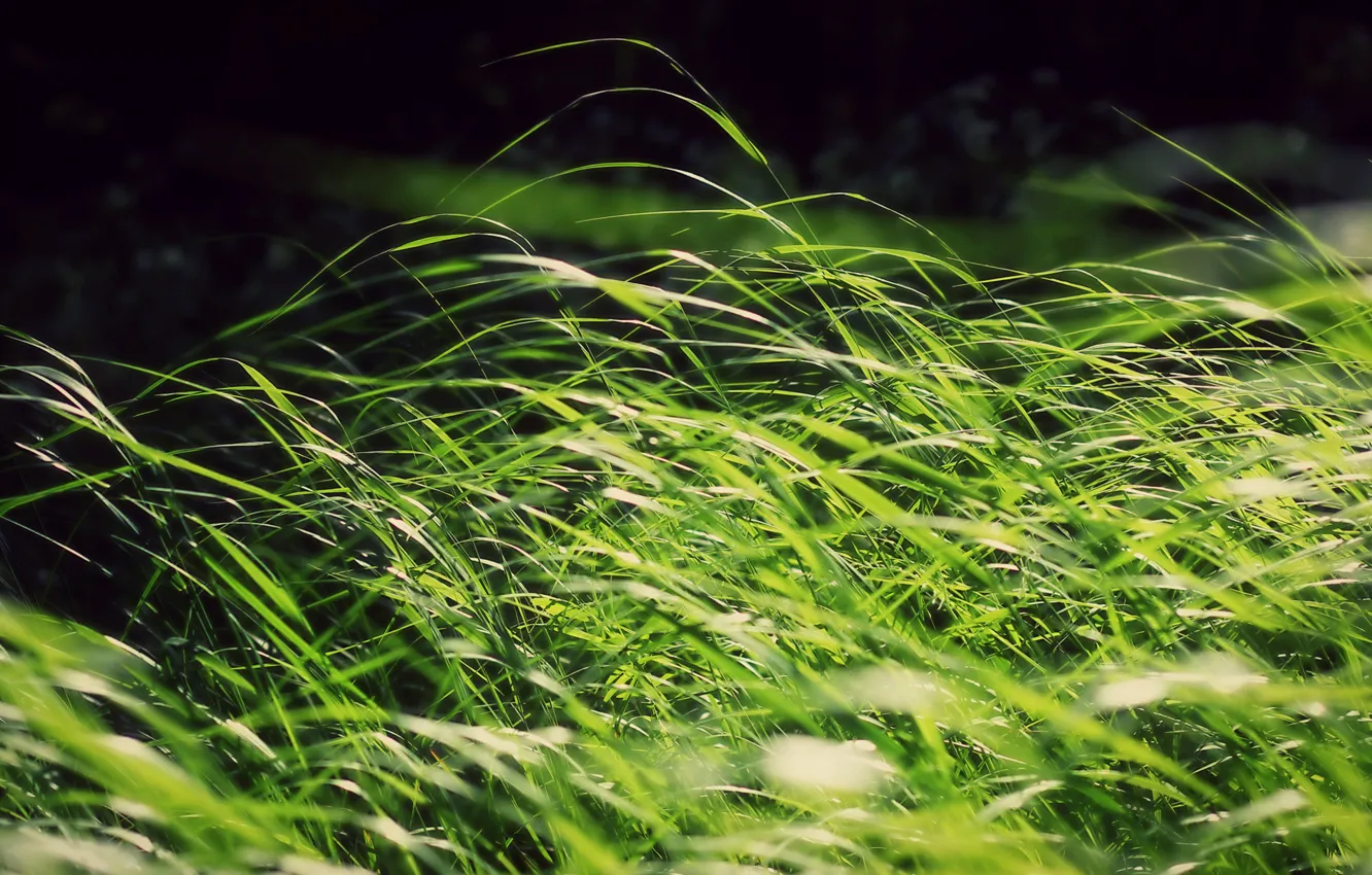 Photo wallpaper greens, grass, the sun, the wind