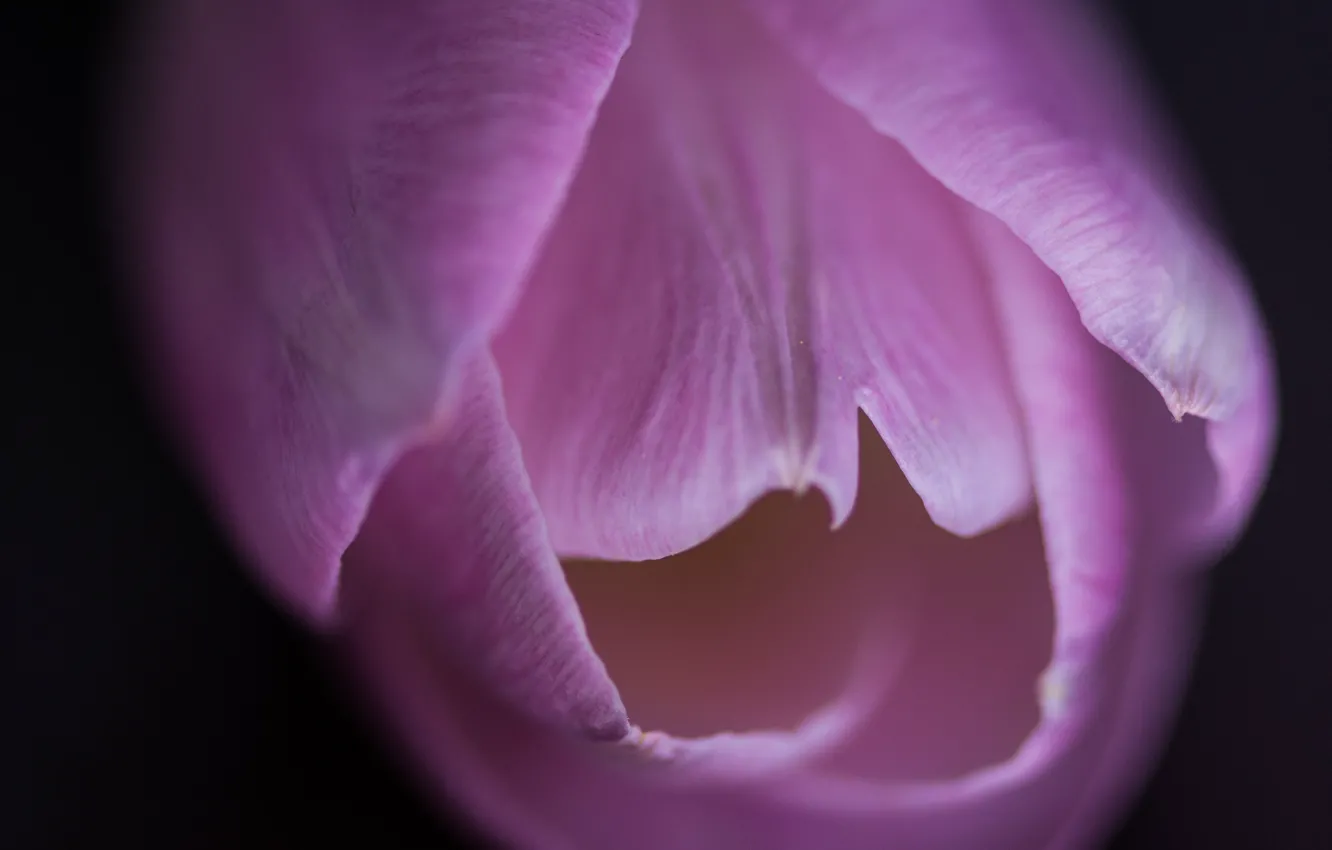 Photo wallpaper flowers, petals, tulips