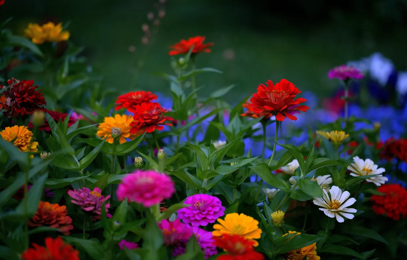 Photo wallpaper summer, flowers, garden, flowerbed, zinnia