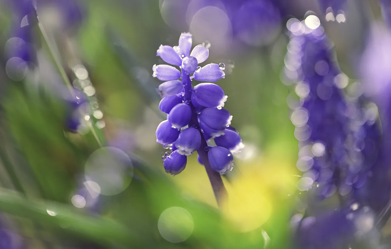 Photo wallpaper flowers, spring, bokeh, Muscari