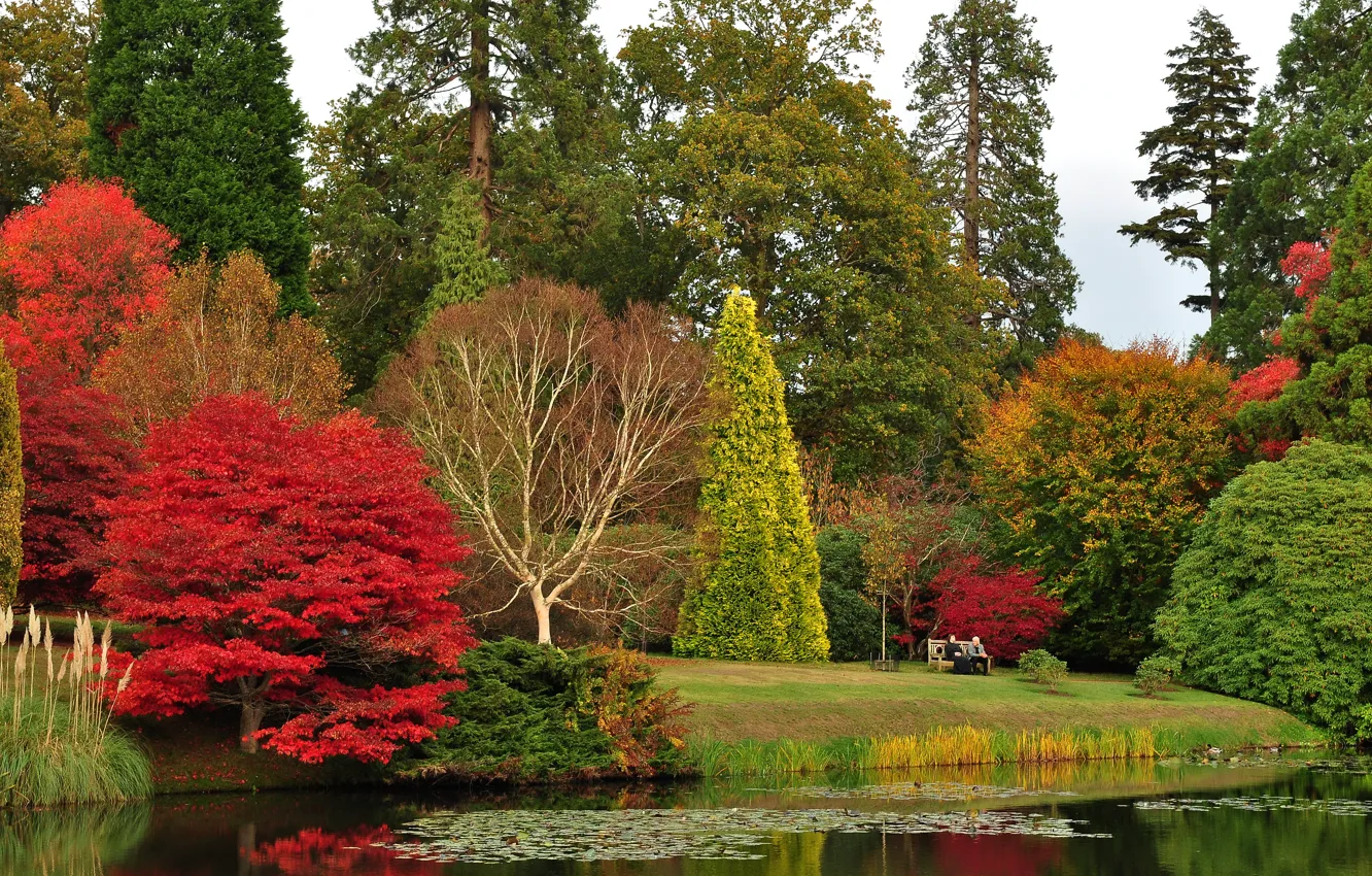 Photo wallpaper autumn, trees, bench, pond, Park, stay, UK, lawn