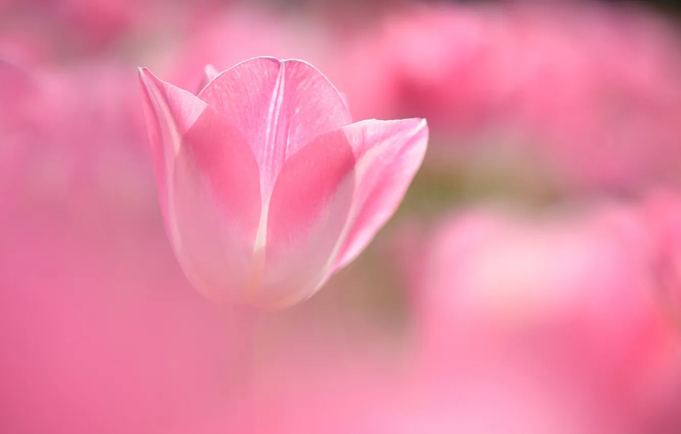 Photo wallpaper flowers, blur, tulips, pink