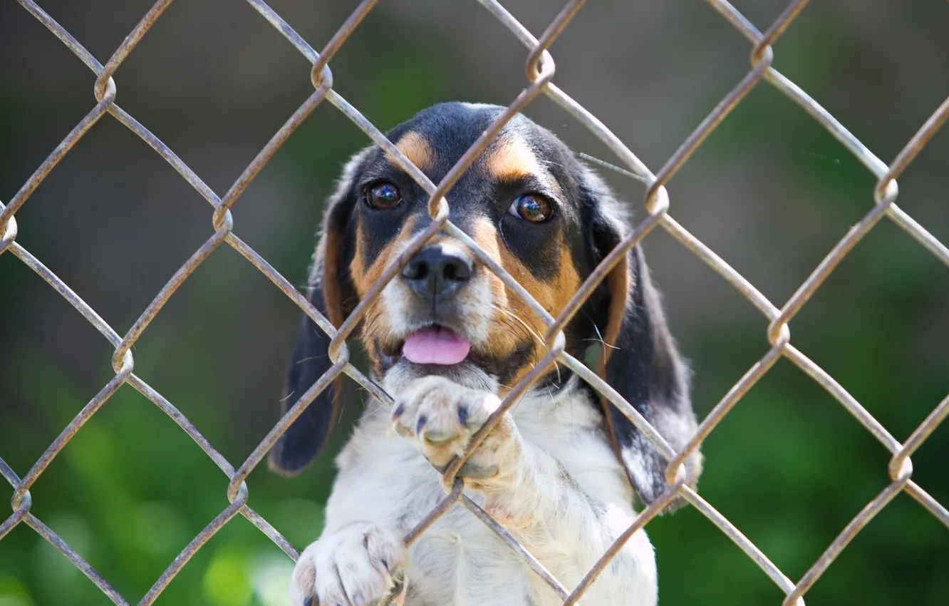 Photo wallpaper the fence, puppy, hound