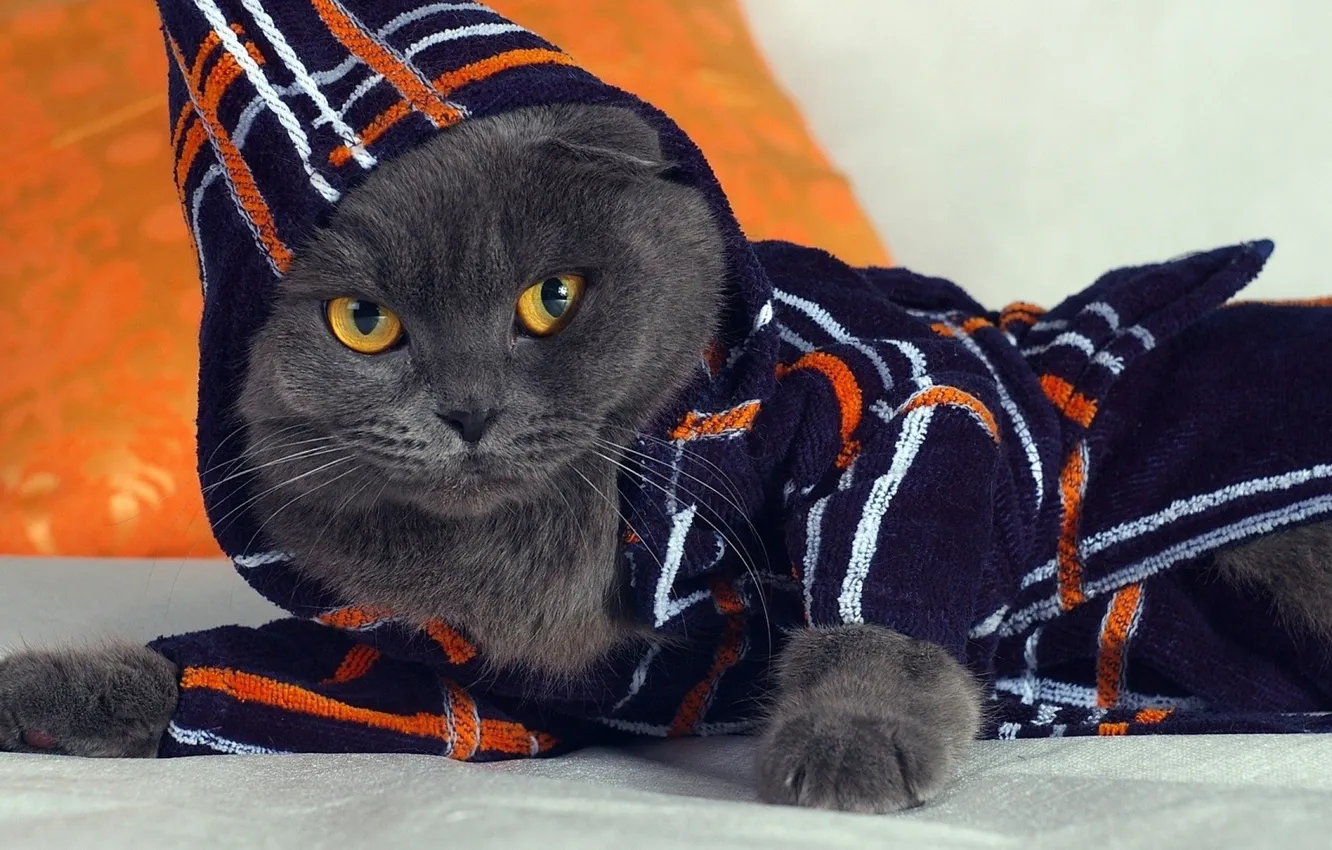 Photo wallpaper cat, look, clothing