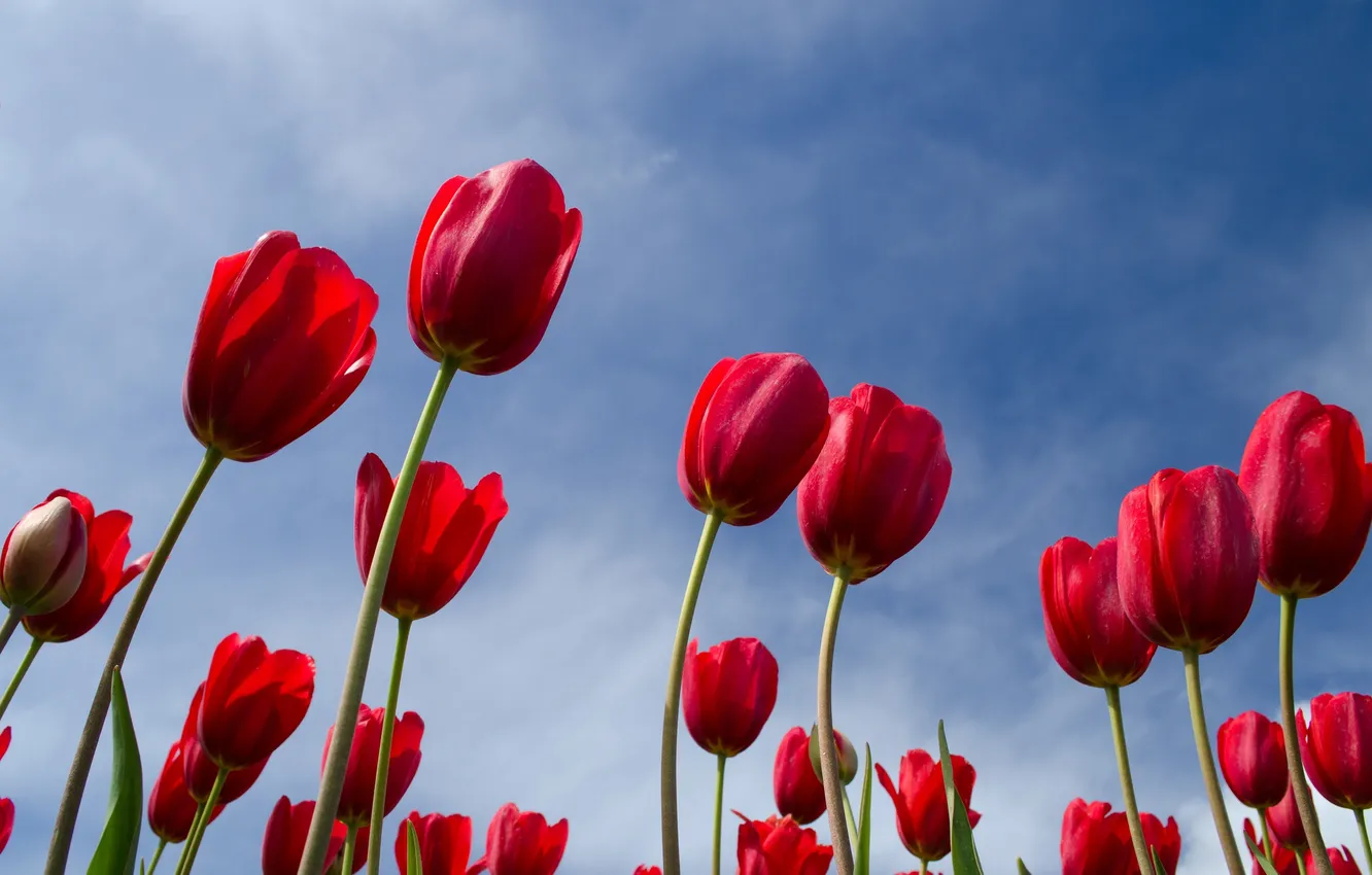 Photo wallpaper the sky, leaves, clouds, macro, stem, tulips