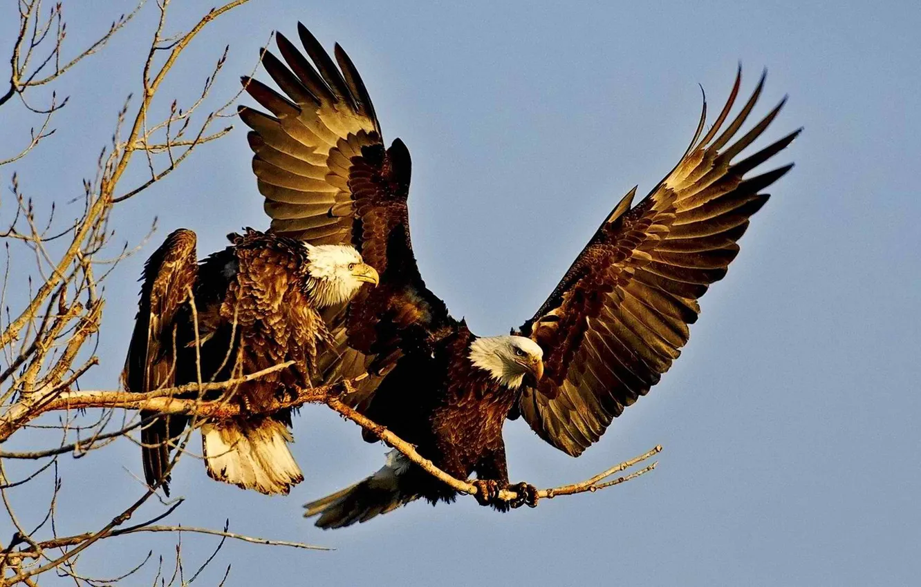 Photo wallpaper the sky, branches, bird, eagle, wings, pair, Orlan