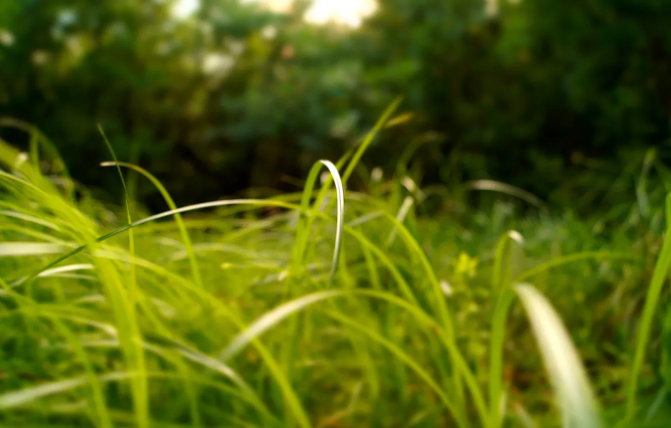 Photo wallpaper grass, the sun, macro, nature