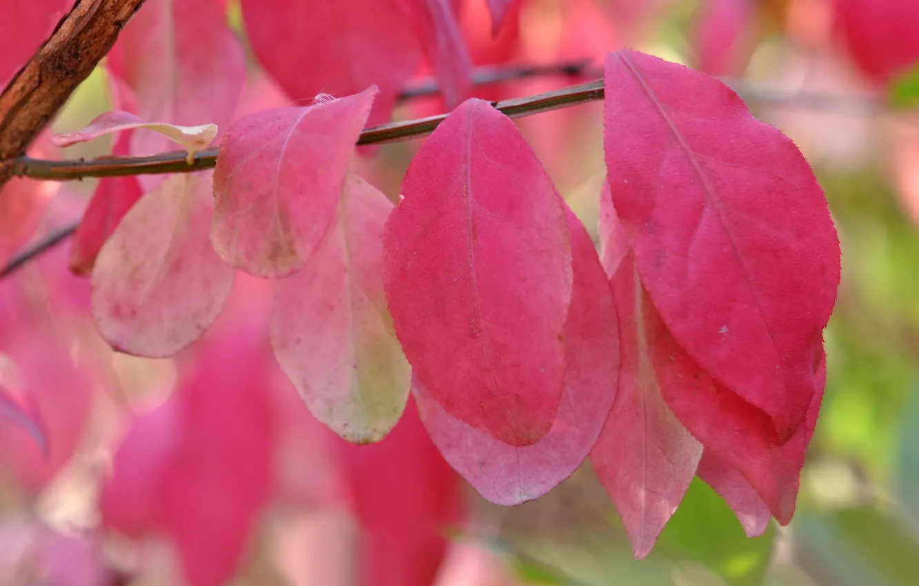Photo wallpaper autumn, leaves, macro, branches, the crimson