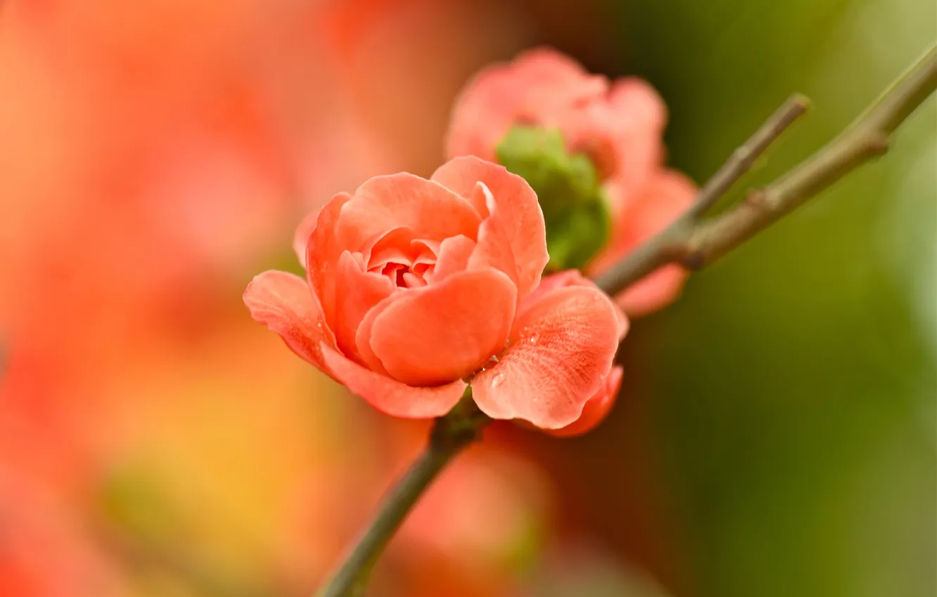 Photo wallpaper flowers, branches, petals, garden