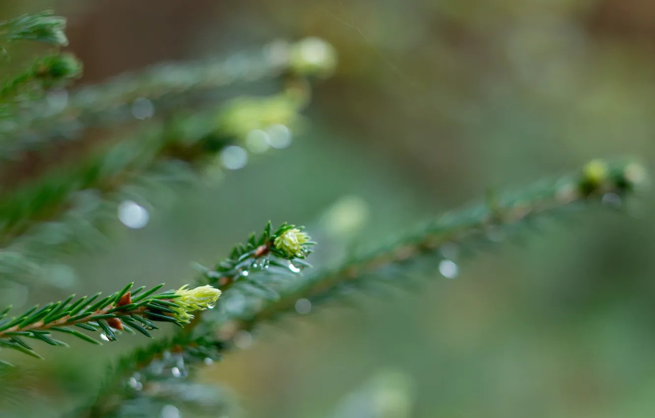 Photo wallpaper trees, nature, spruce, fir cones