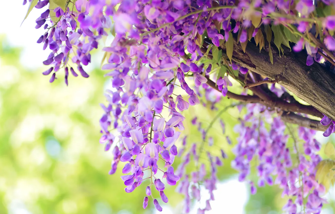Photo wallpaper flowers, spring, flowering, green background, lilac, bokeh, inflorescence, Wisteria