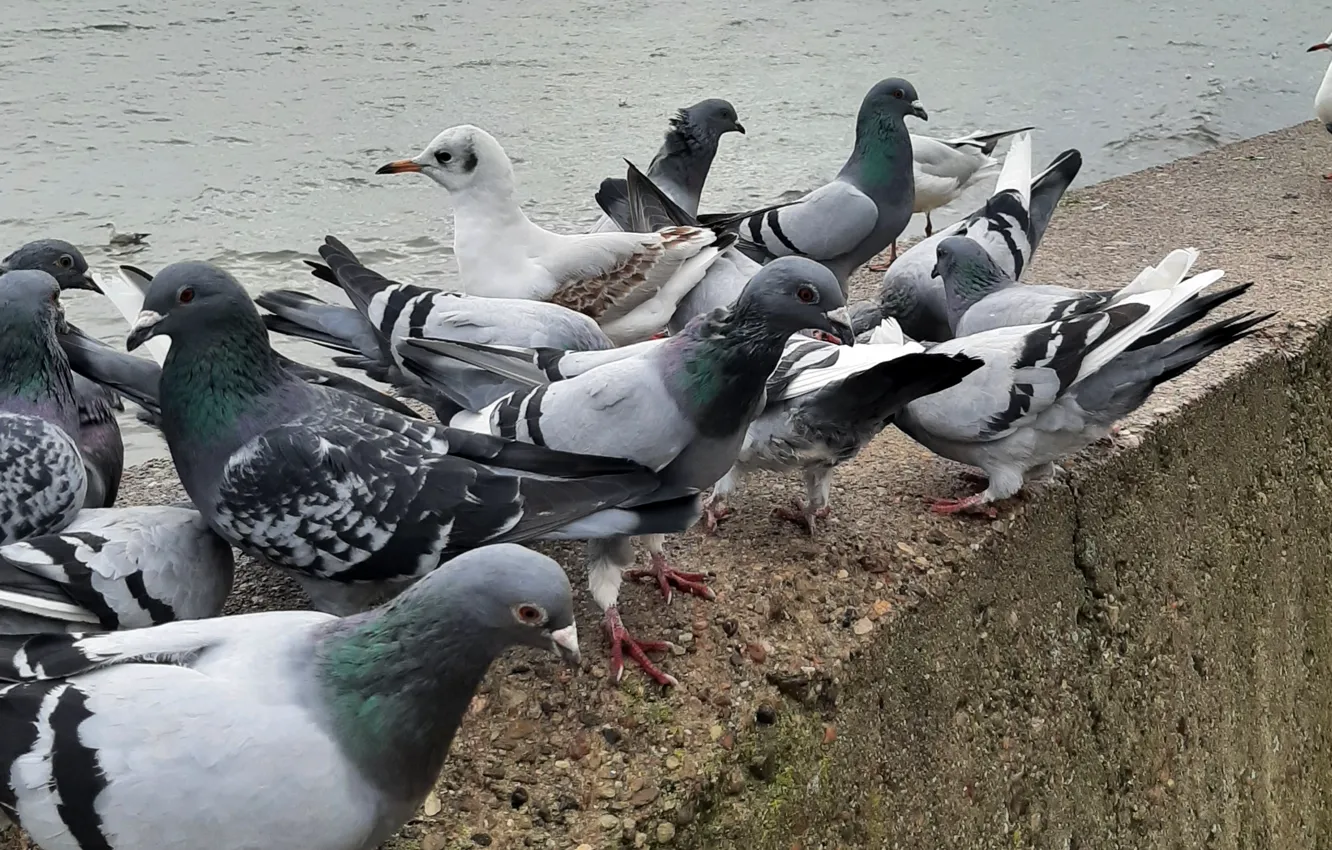 Photo wallpaper Sea, Falochron, Pigeons