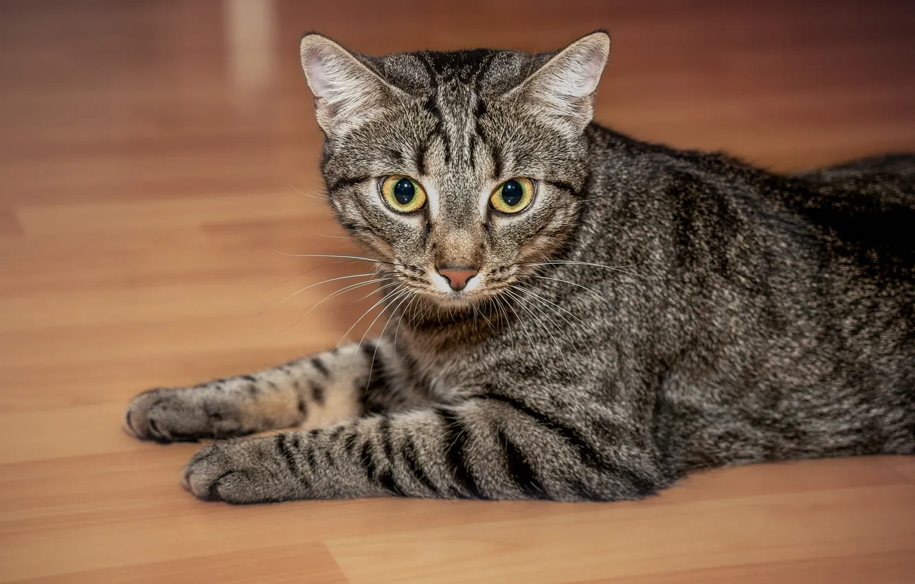 Photo wallpaper cat, cat, look