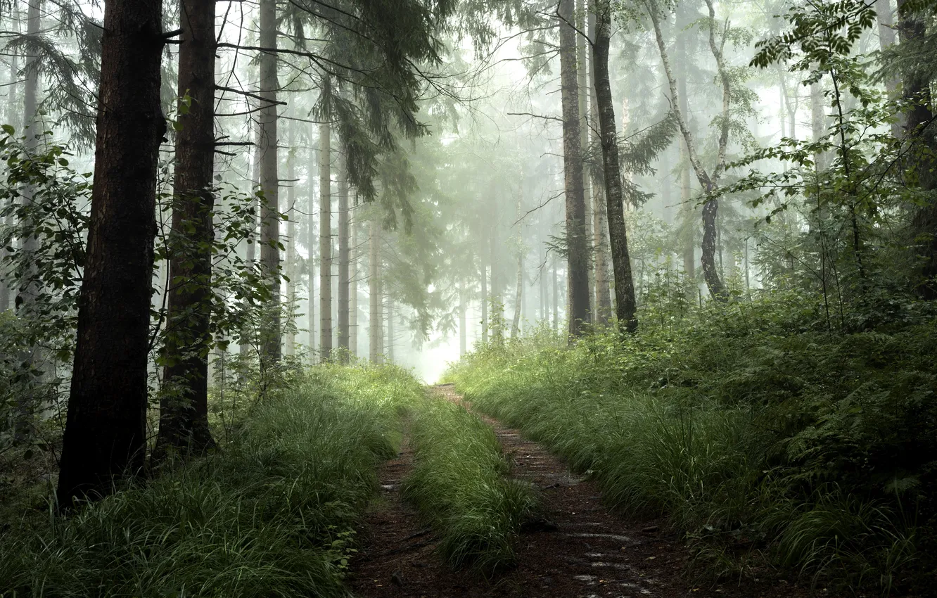 Photo wallpaper road, forest, summer