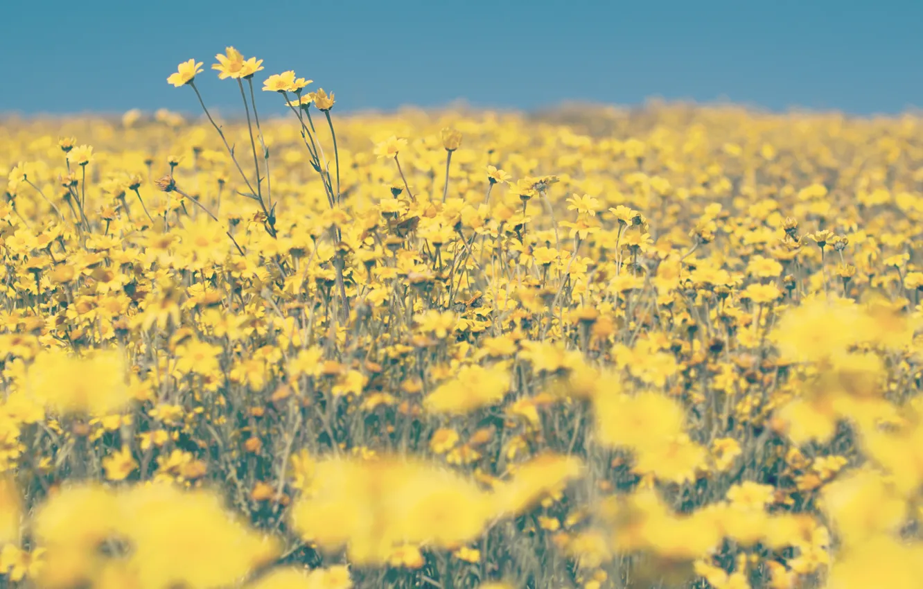 Photo wallpaper field, summer, flowers, yellow